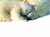 miniatura_1024_-_Bears_Sleeping copia